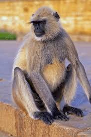 Common Langur